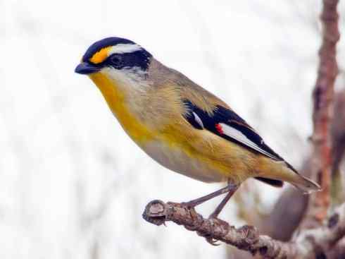 美丽无罪：雀鸟之欣赏