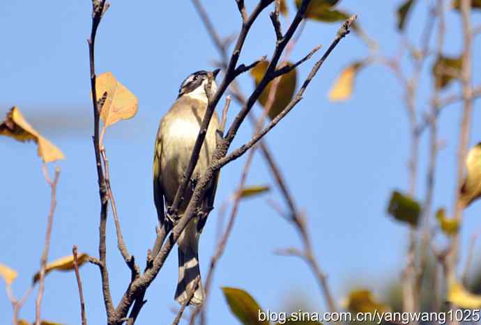5～6级风中的白头鹎