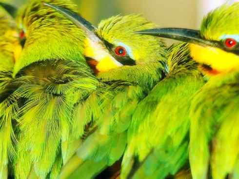 绝色攀禽：佛法僧目之蜂虎3