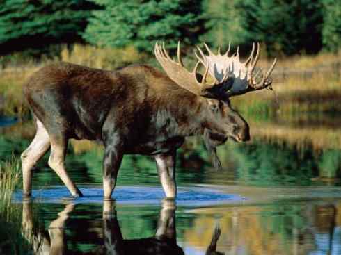 麒麟：传说的兽原型探秘（驼鹿）