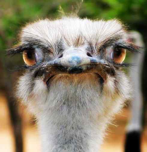 家禽驯化之源之十二