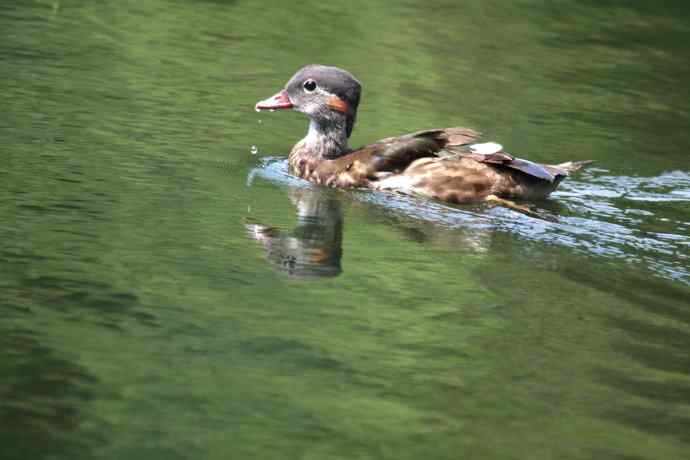 摄鸟拾趣 鸳鸯的再邂逅（亚成）