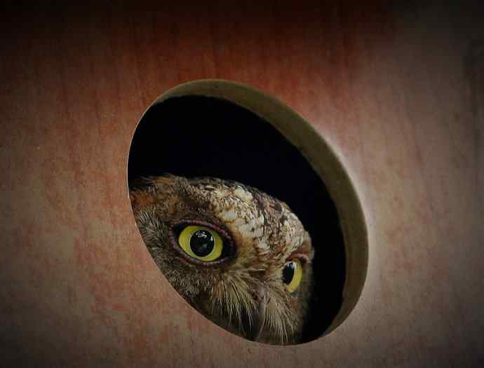 猫头鹰妈妈育雏