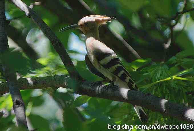 天坛公园里的鹊少和戴格格