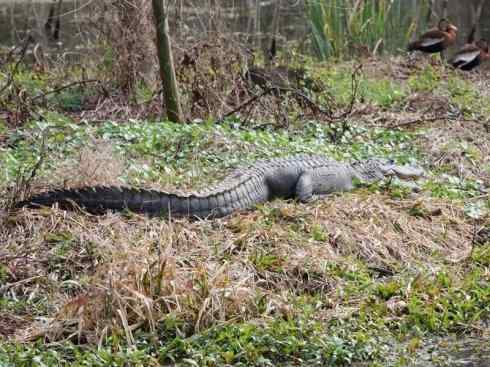龙:传说的兽原型探秘(短吻鳄类) 龙:传说的兽原型探秘(短吻鳄类)