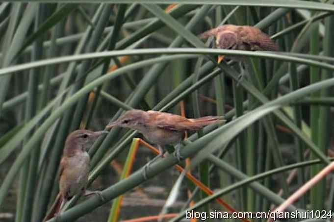 桑拿天打鸟 wbr真是乐使银(奥体公园)