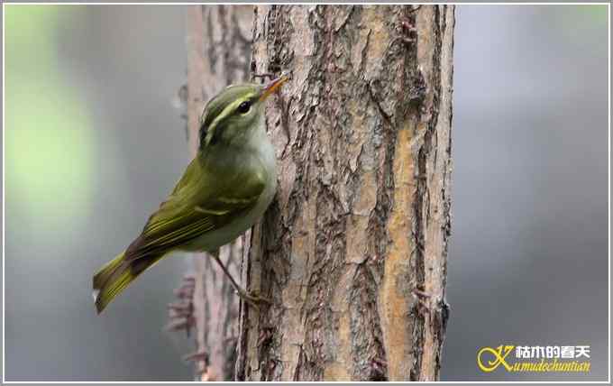 蓝鹀&bull;方尾鶲&bull;柳莺&bull;棕脸鶲莺&bull;戴胜【照片】