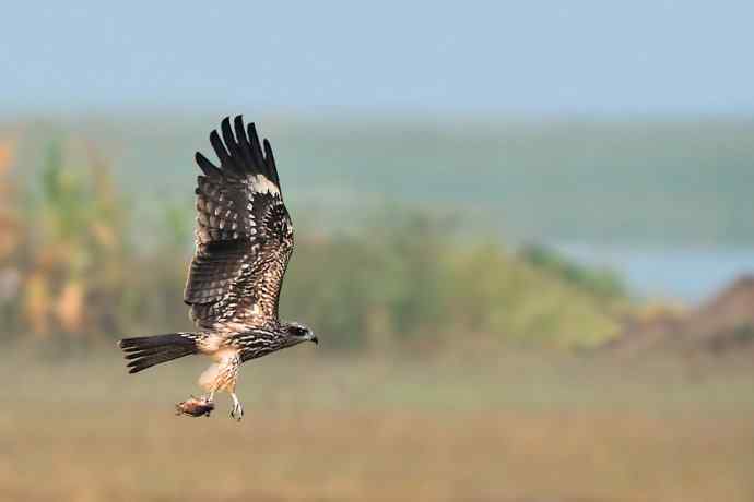 野鸭湖新宠黑耳鸢（自然摄影）