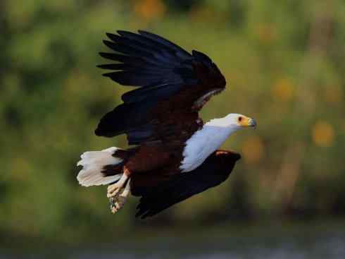 白头鸟系列：另类的美丽（吼海雕）