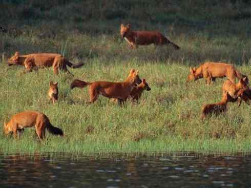 狈：传说的兽原型探秘（豺）