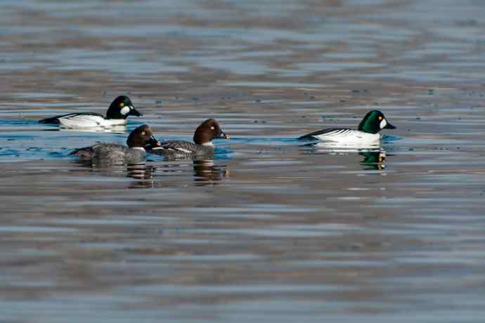 鹊鸭秀芭蕾 wbr倒踢紫金冠☆★