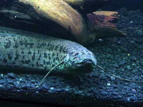 鱼类活化石：非洲肺鱼