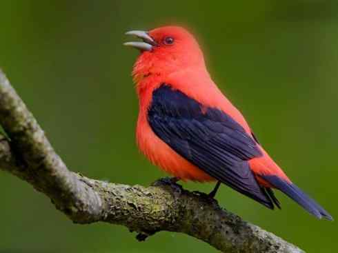 极品红色鸟类：猩红比蓝雀