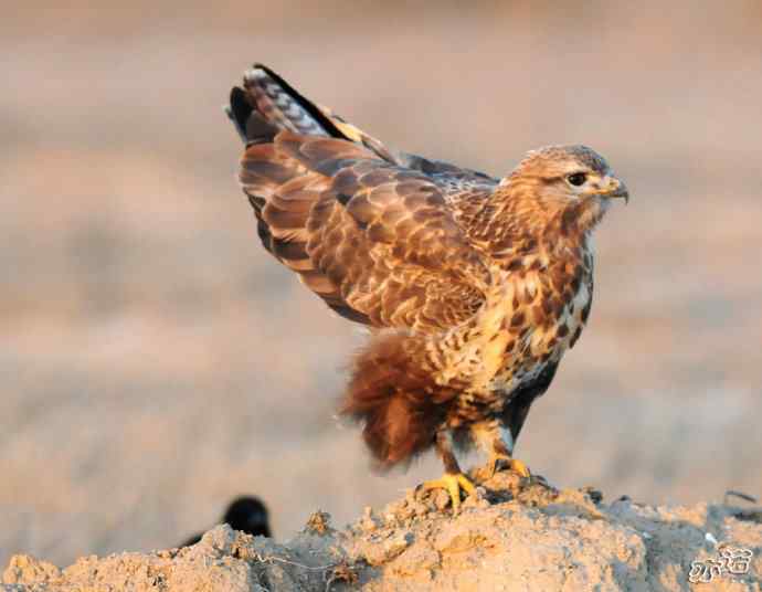 官厅水库&nbsp;wbr路&nbsp;wbr被喜鹊驱赶的毛脚鵟