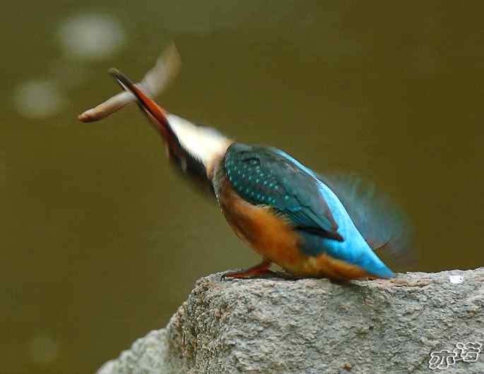 圆明园&nbsp;wbr路&nbsp;wbr小翠乖乖