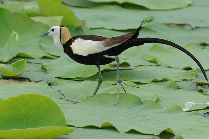 衡水湖印象(水稚)