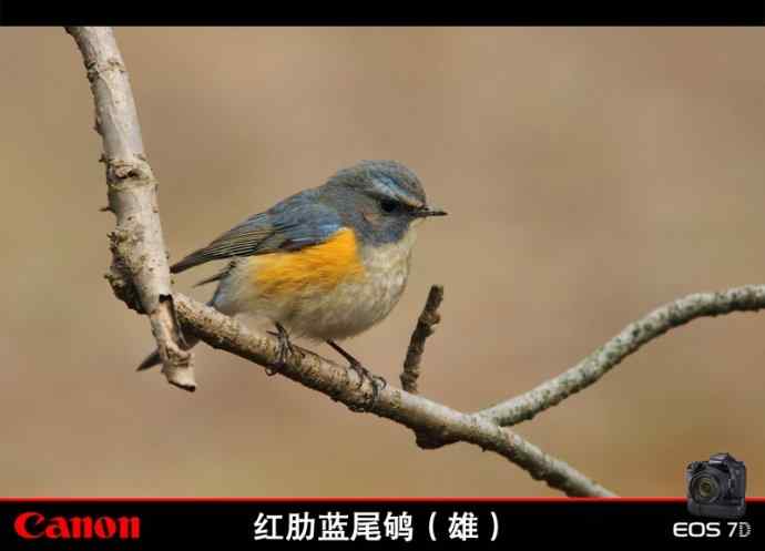 北红尾鸲和红胁蓝尾鸲   无锡冬天最常见的两种鸲