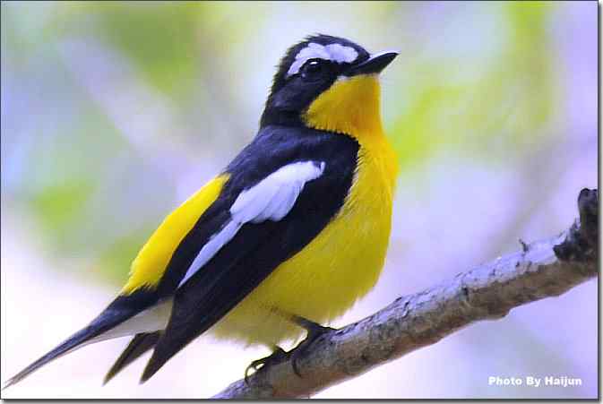  点击图片或使用键盘← →翻页