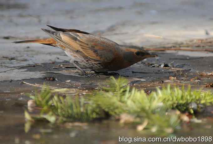 小鸟汲水图 wbrbobo打鸟歌