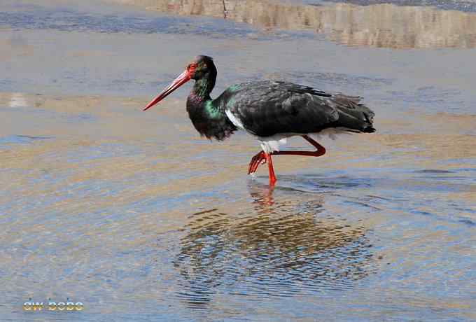 十渡观赏黑鹳捕鱼