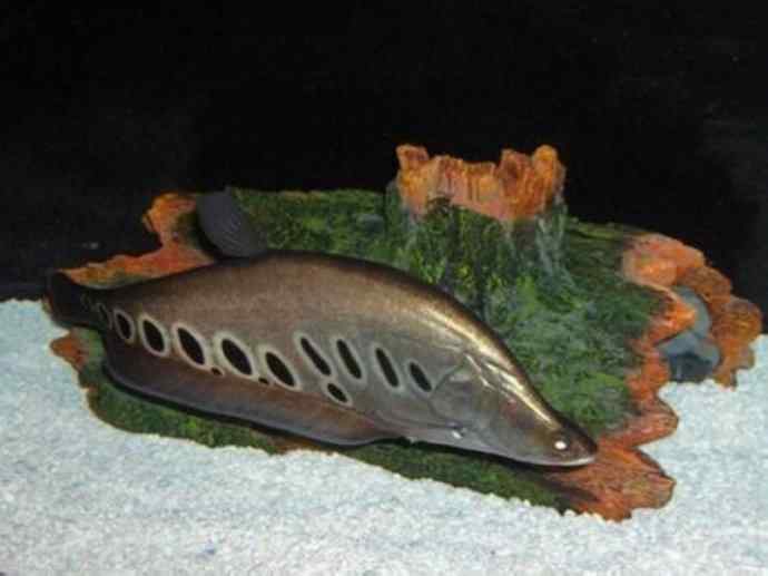 鱼类活化石：铠甲弓背鱼