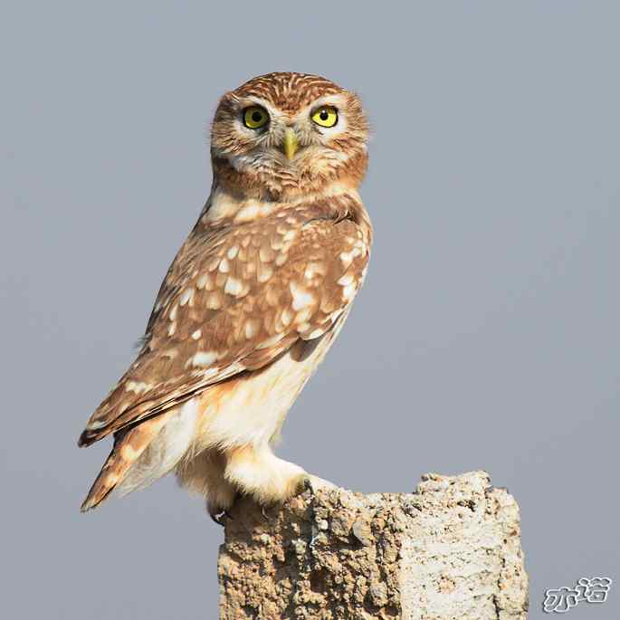 官厅水库拍鸟——练桩的纵纹腹小鸮