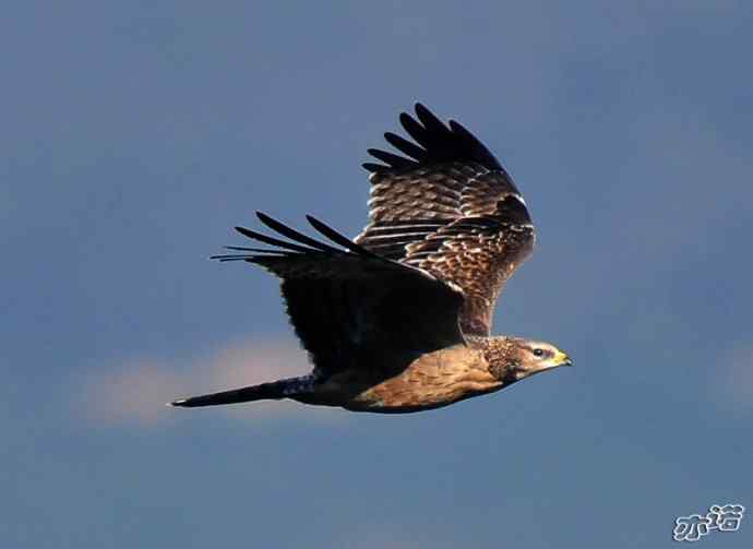 北京西山&nbsp;wbr路&nbsp;wbr黑耳鸢