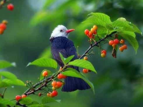 美丽无罪：雀鸟之欣赏2