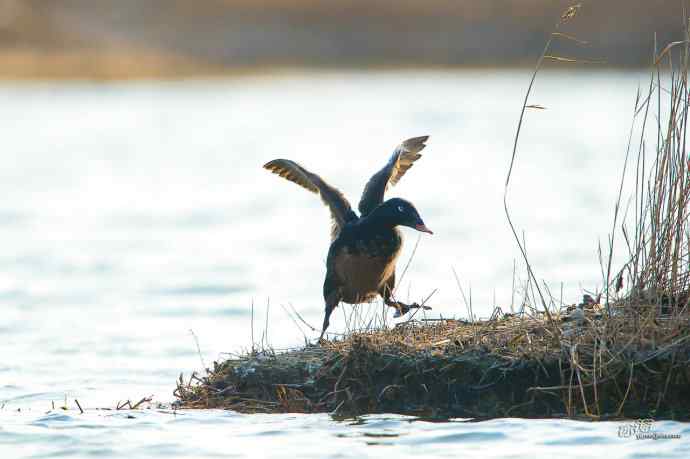 一组斑脸海番鸭逆光起飞