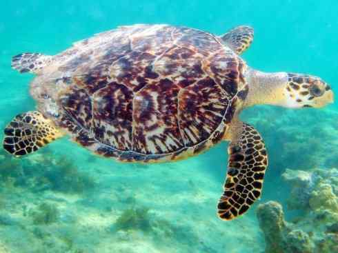 玄武：传说的兽原型探秘（侧颈龟类）