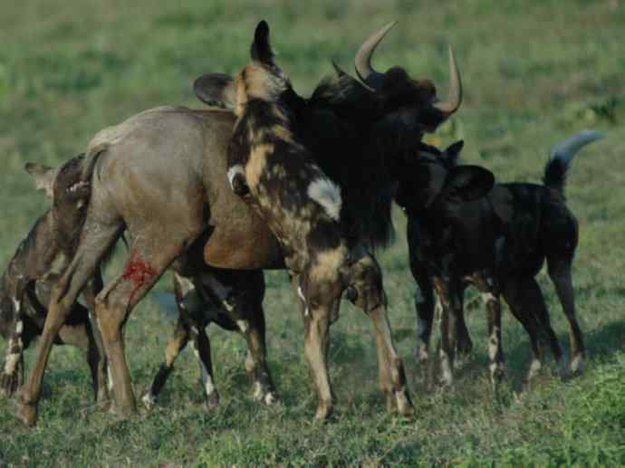 犬科：薮犬亚科非洲野犬属之非洲野犬
