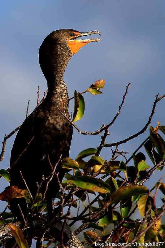 美国鸟类摄影——双冠鸬鹚（5）