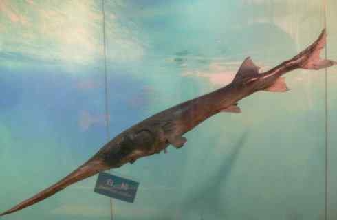 鱼类活化石：匙吻鲟科