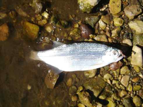 鱼类活化石：月眼鱼