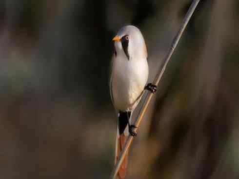 家禽驯化之源之二十