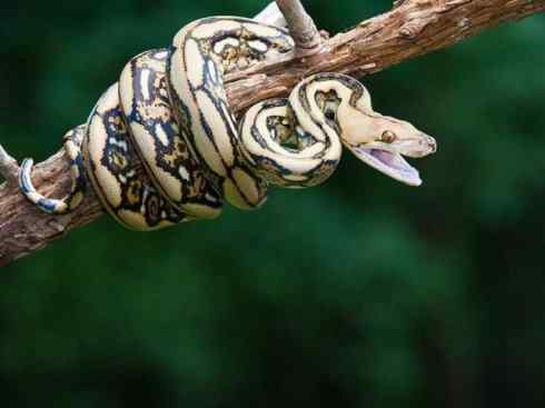 龙：传说的兽原型探秘（蟒蛇类）