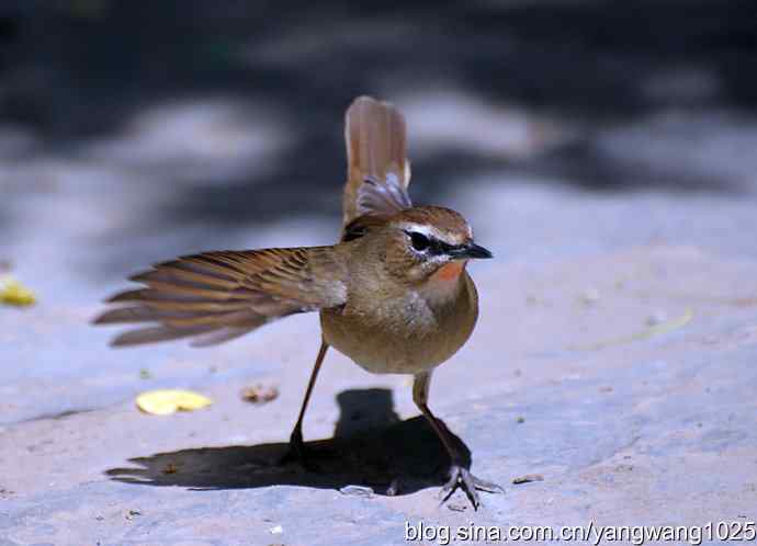 红喉歌鸲（雌性）续1