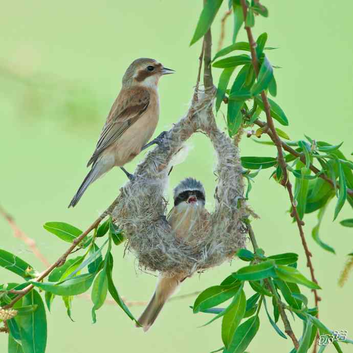 盘锦湿地拍鸟——中华攀雀
