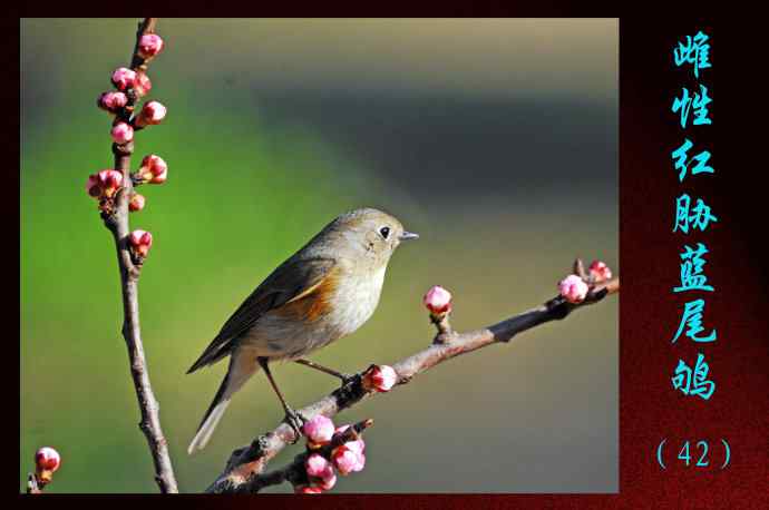 北京天坛公园的鸟类——雌性红胁蓝尾鸲（42）