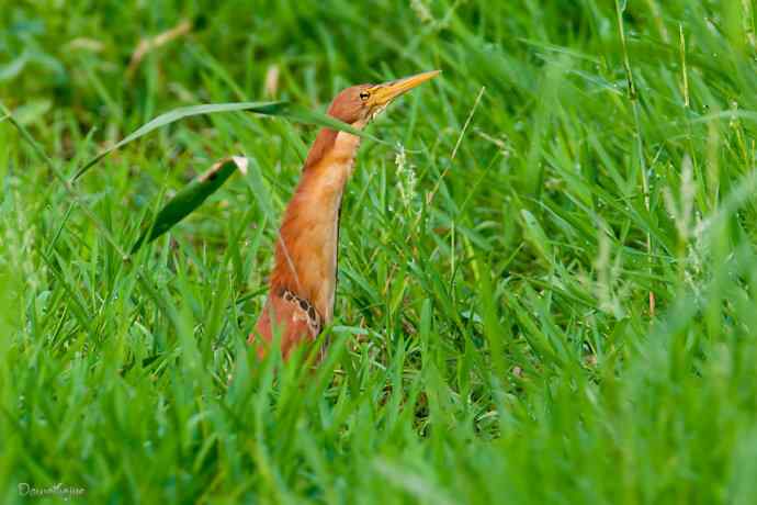 捉泥鳅的栗苇鳽
