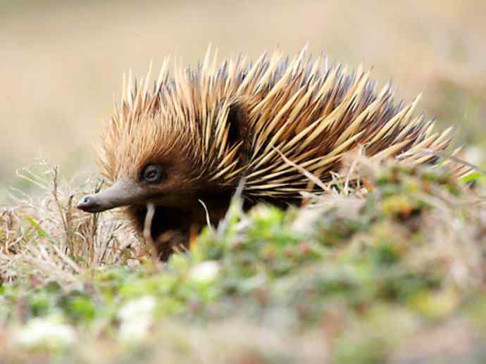 盘点十二大著名食蚁动物：短吻针鼹