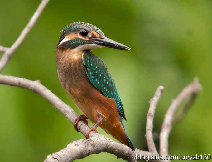 小翠吃蛙（组图，8张图片）