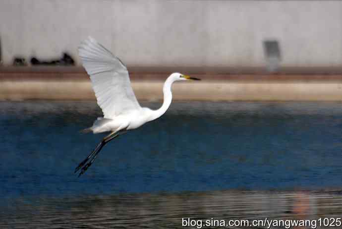 飞（白鹭）1