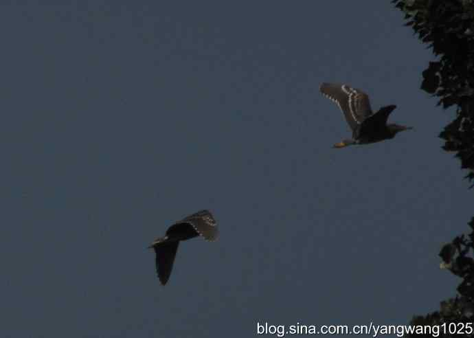 夜鹭（大丽抓拍）