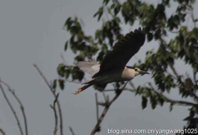 北京动物园的鸟类——夜鹭（大丽抓拍）