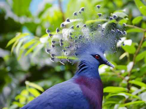 凤凰：传说的鸟原型探秘（鹌鹑）