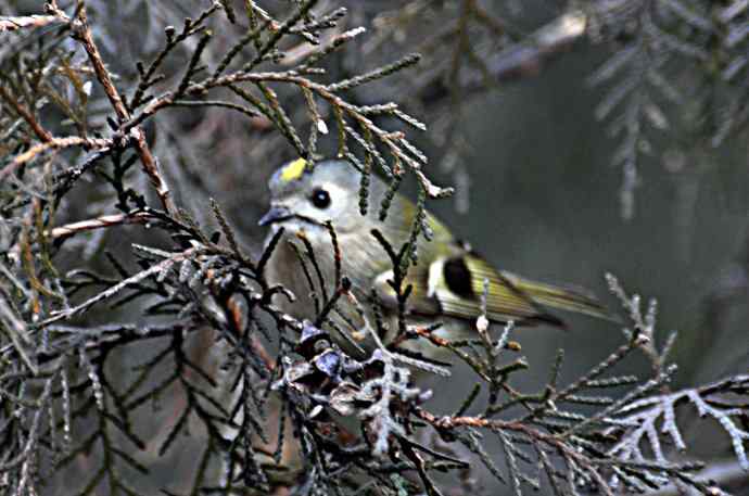 北京天坛公园的鸟类——柏树丛中的戴菊 1