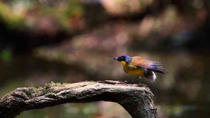 【半日相逢世界濒危小鸟---黄喉噪鹛】