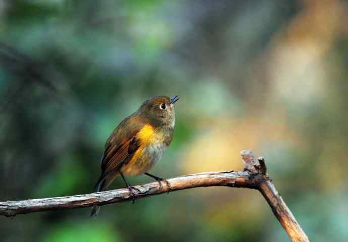 雌性红胁蓝尾鸲(6) 雌性红胁蓝尾鸲(6)