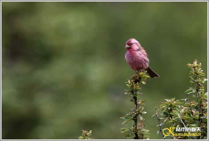 川西高原行&bull;拍鸟【照片】